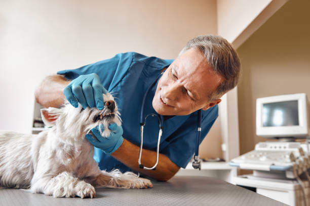 Best Emergency Root Canal Treatment in Paloma Creek, TX